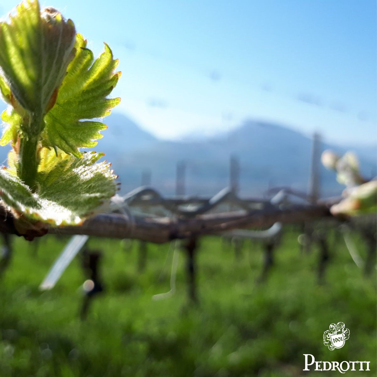 PedrottiWinery's tweet photo. Apertura dei germogli di #Chardonnay...la primavera avanza.

@visitrovereto @Vallagarina @VinoDolomiti @trentodoc #bollicinedimontagna #Pedrotti #Vallagarina #winelovers #wine #vino #metodoclassico https://t.co/7CI90fNwvz