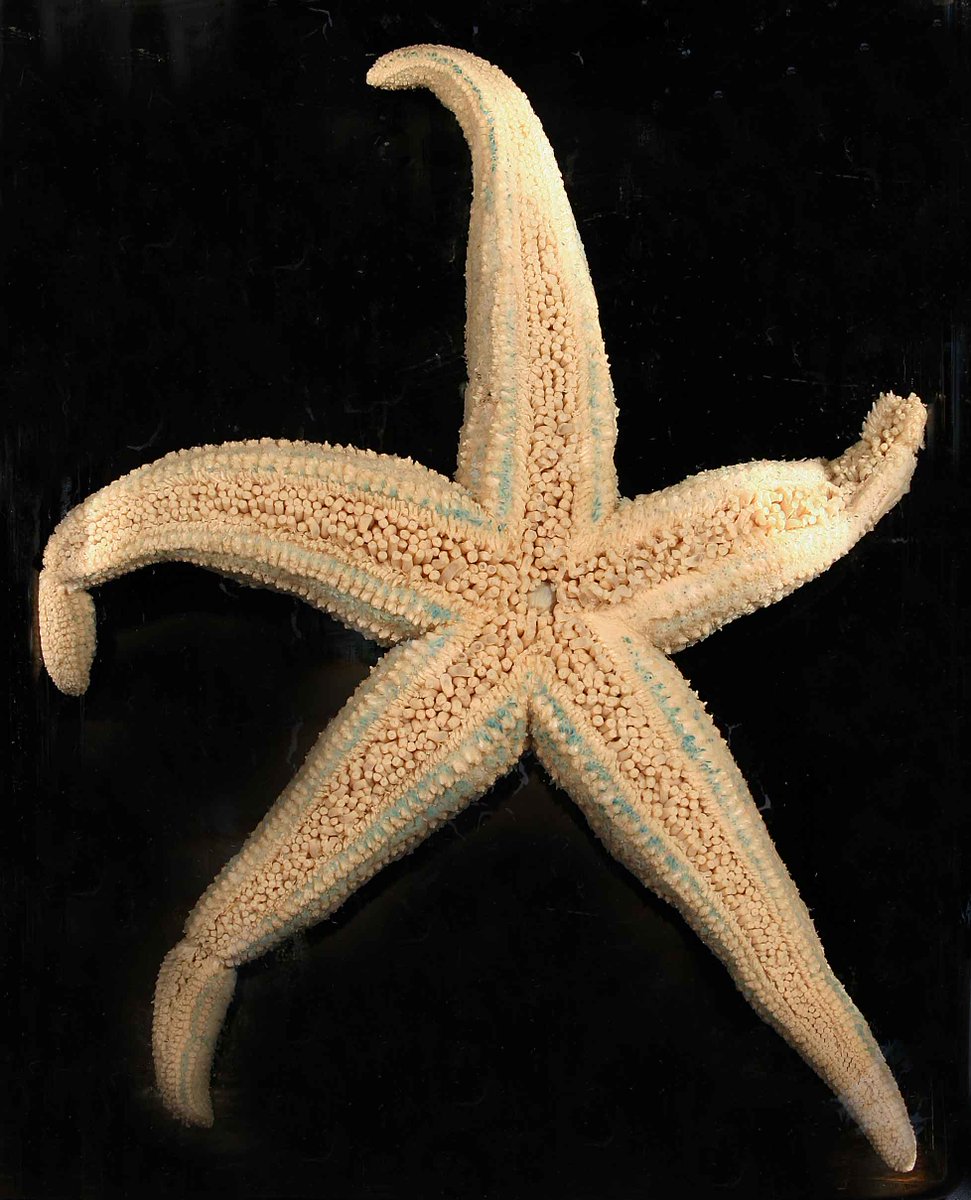 ColeZoology's tweet image. Dance like a disco-dancing seastar! 
#FridayFeeling #summeriscoming #FridayFun