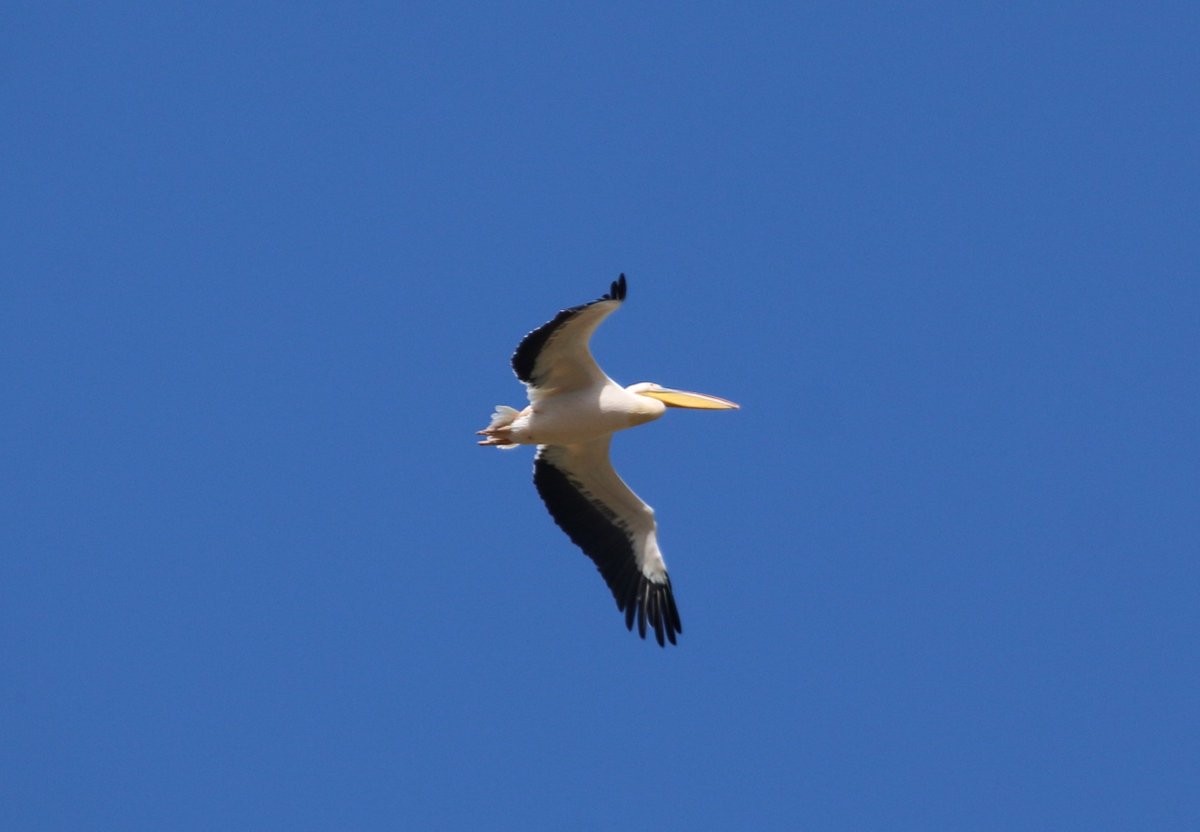 Amanosbirding's tweet photo. #Great_white_pelecan #pelecanus_onocrotalus #migrate #Belen_pass #birdmigration #birding #birdwatching #ornithology #cotf18 #birdsofinstagram @FieldOrnith @field_archive @BirdGuides @BirdLife_News @WMBD @USFWSBirds @WildMigrations @Med_Migration @pelecanus_net @WildlifeTrusts https://t.co/eyjbb5NAV5