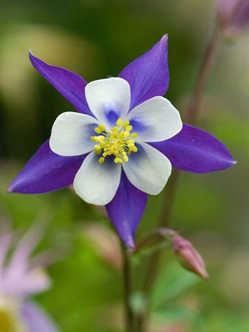 Ed McCaffrey tweet media