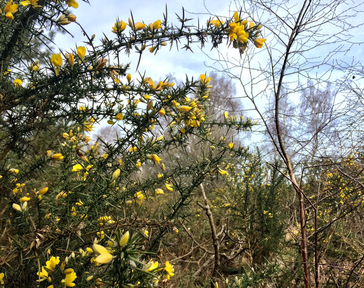 CumulusOutdoors's tweet photo. A feast for all the senses on #stoborough #heath today from a fizzing sound of a colony of #wood ants going about their business, numerous birds singing happily, seeing a #buzzard with its prey & the beautiful #scent of the flowering gorse - fab! @DorsetWildlife @DurlstonCP https://t.co/qJyhHSEUuU
