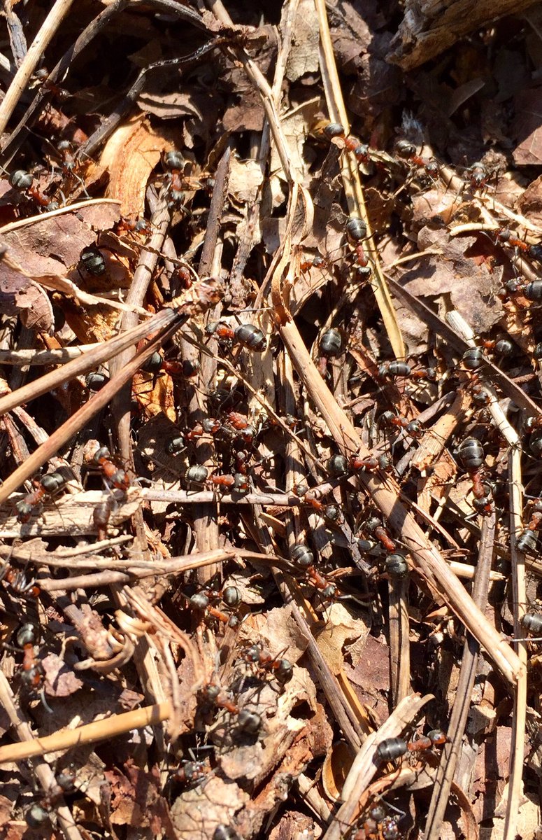 CumulusOutdoors's tweet photo. A feast for all the senses on #stoborough #heath today from a fizzing sound of a colony of #wood ants going about their business, numerous birds singing happily, seeing a #buzzard with its prey & the beautiful #scent of the flowering gorse - fab! @DorsetWildlife @DurlstonCP https://t.co/qJyhHSEUuU