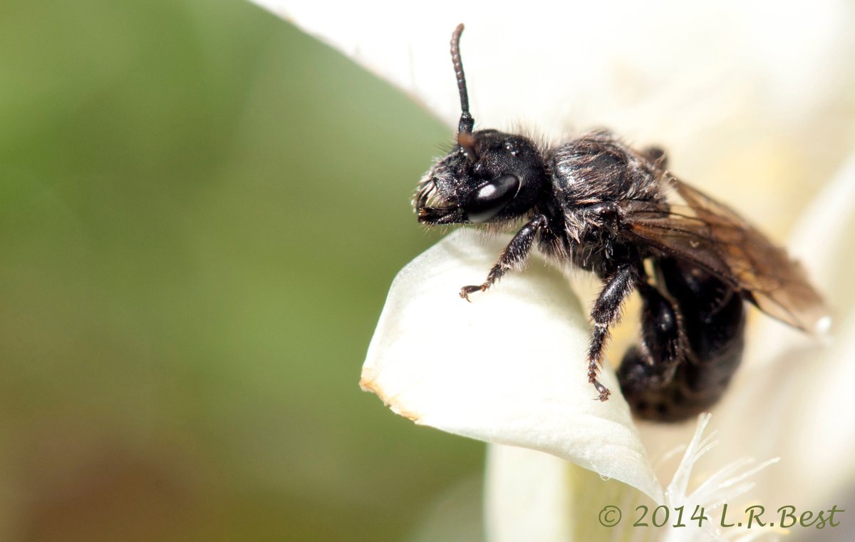 BeeCityCanada's tweet photo. #FunFactFriday: There are 800 species of bees in Canada and more than 20,000 worldwide!
Photo: Dufourea dilatipes on Baker's Mariposa Lily (Calochortus apiculatus) by @beesofcanada
#bees #pollinators #nativebees #bumblebees #solidariBEE https://t.co/d4xP7tsoVY