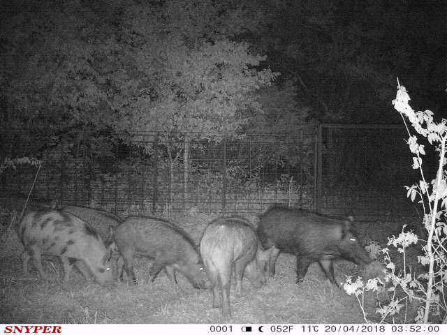 bigaljack's tweet photo. Few things in life are sweeter than revenge on pigs. https://t.co/wWymv7zbxl