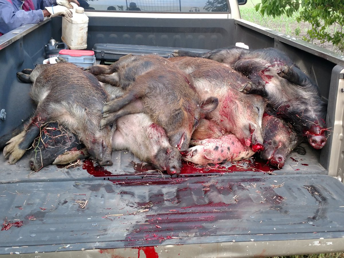 bigaljack's tweet photo. Few things in life are sweeter than revenge on pigs. https://t.co/wWymv7zbxl