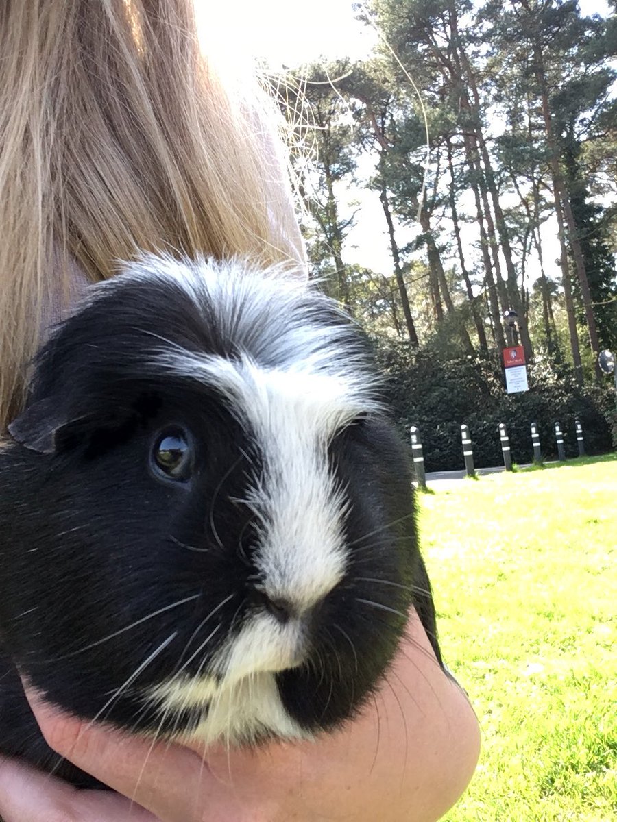 THSch_Boarding's tweet photo. Cookie has been enjoying sunshine and cuddles today! #boardingpet #iloveboarding #thboarding https://t.co/L9dp2g3v6L