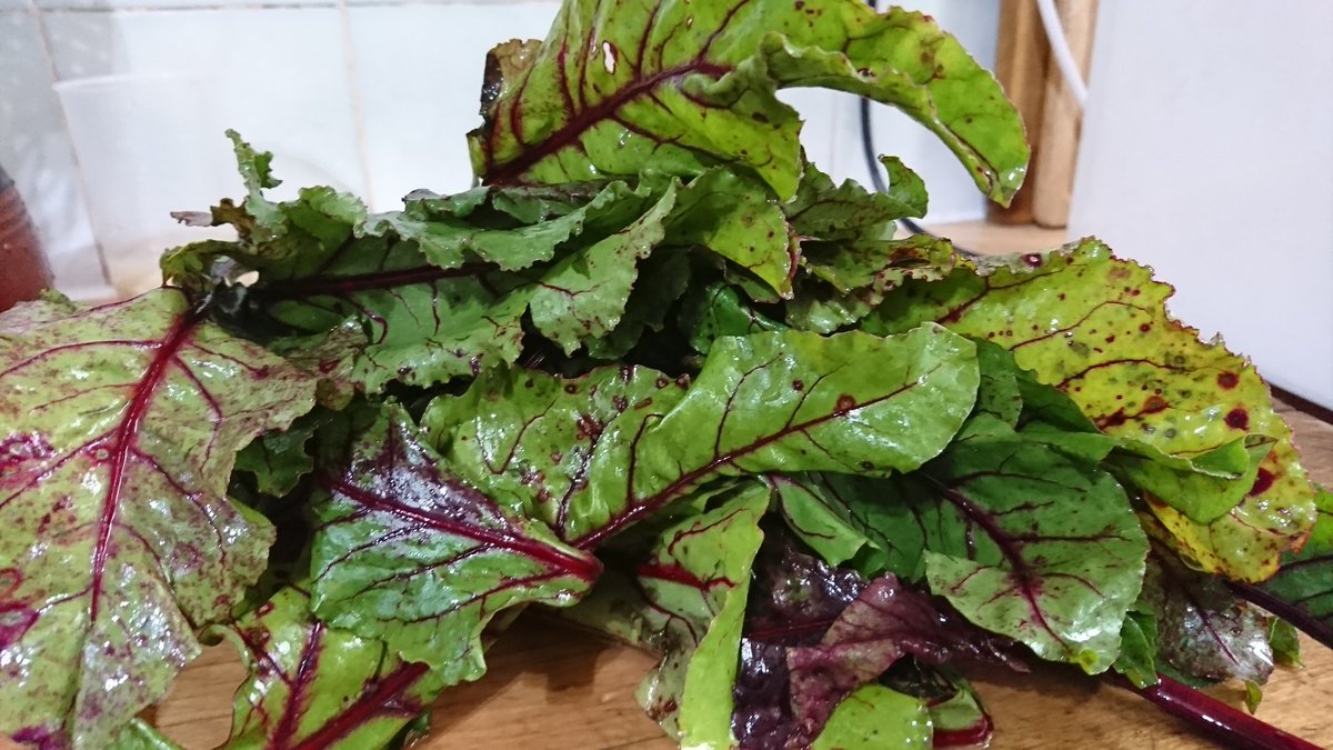 ecoveganmum's tweet photo. Fine weather upon us! Making a #Vegan #wastefree salad from beetroot leaves! #beets #makefoodnotwaste #veganlifestyle https://t.co/kh004WN85R