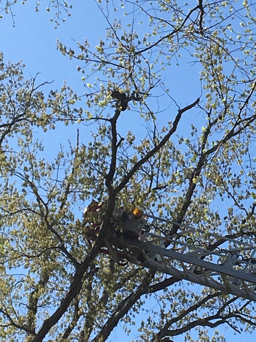 Firefighters Rescue Man Trying to Rescue a Cat
