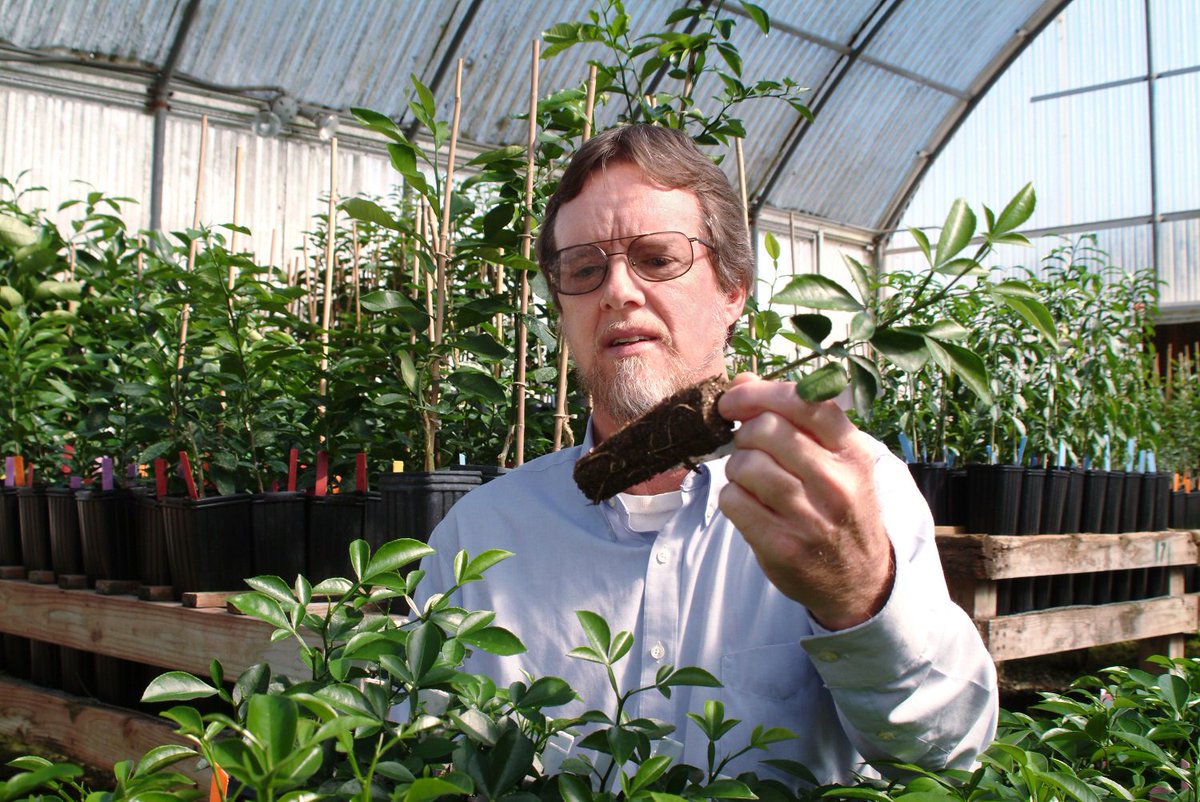 JPayneWildlife's tweet image. Opinion from  @DarrenSoto on the #HLB challenge: &quot;We can solve this crisis with scientific research, grower ingenuity and sufficient resources.&quot; @theledger @UFIFASCitrusREC ow.ly/8FQh30jAStK