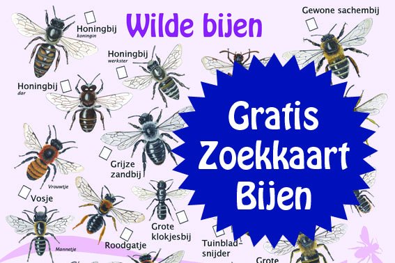 Wil je ook weten welke bijen er in jouw tuin zitten, download dan nu de gratis zoekkaart wilde bijen, jasperderuiter.com/downloads/