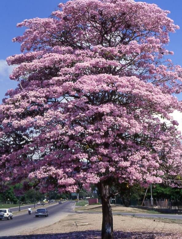TwiterosCali's tweet photo. Cali tiene la fortuna de llenarse de estos colores todos los años, ya ven algunos ni saben de lo lindos y valiosos que son por que prefieren fijarse más en la naturaleza de afuera y por poco nos los talan el año pasado, cosa loca les digo: @darksweet_xd
#ThisIsCali #Guayacanes https://t.co/N3p77CwZ1P
