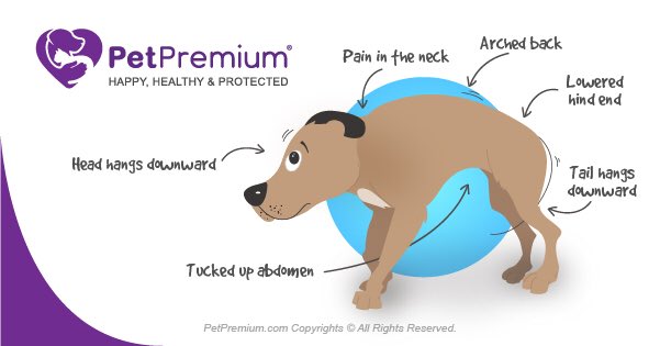 What Can You Do For A Restless Dog What Can You Do For A Restless Dog