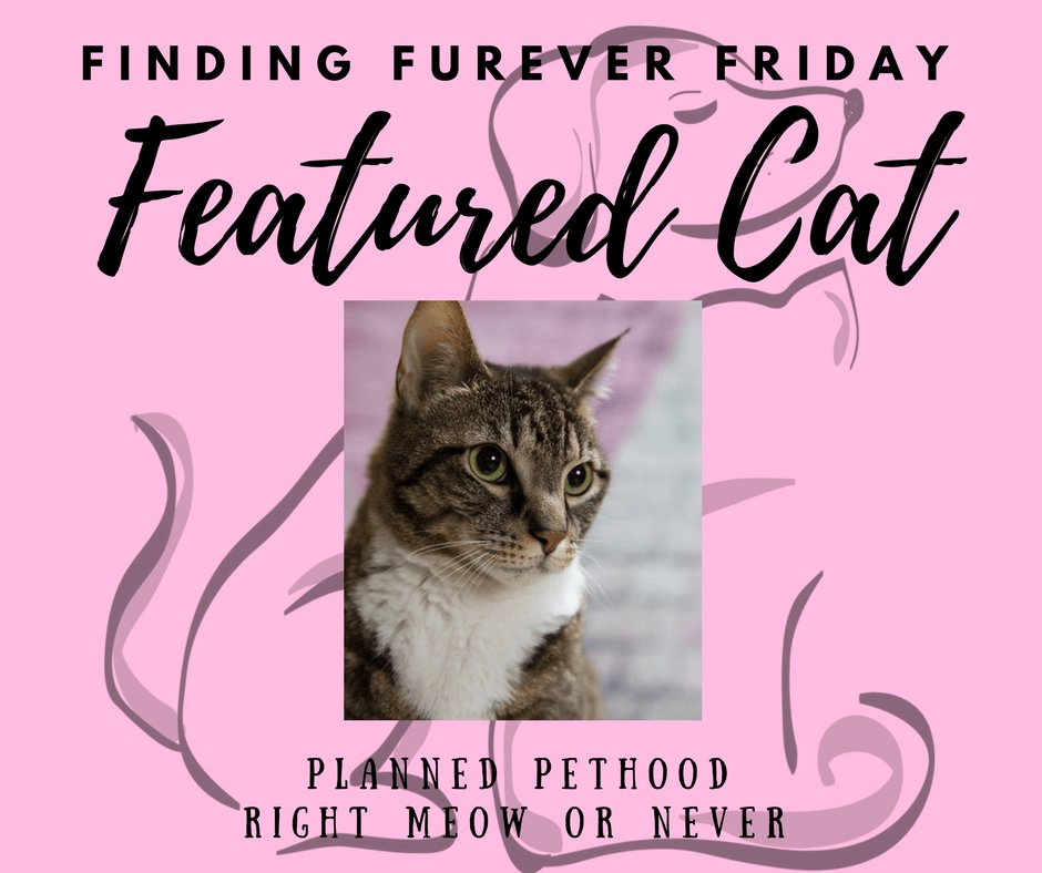 RightMeowOrNevr's tweet photo. Finding Furever Friday : Deacon https://t.co/GDebR4hrHb https://t.co/rffHKrzmPe