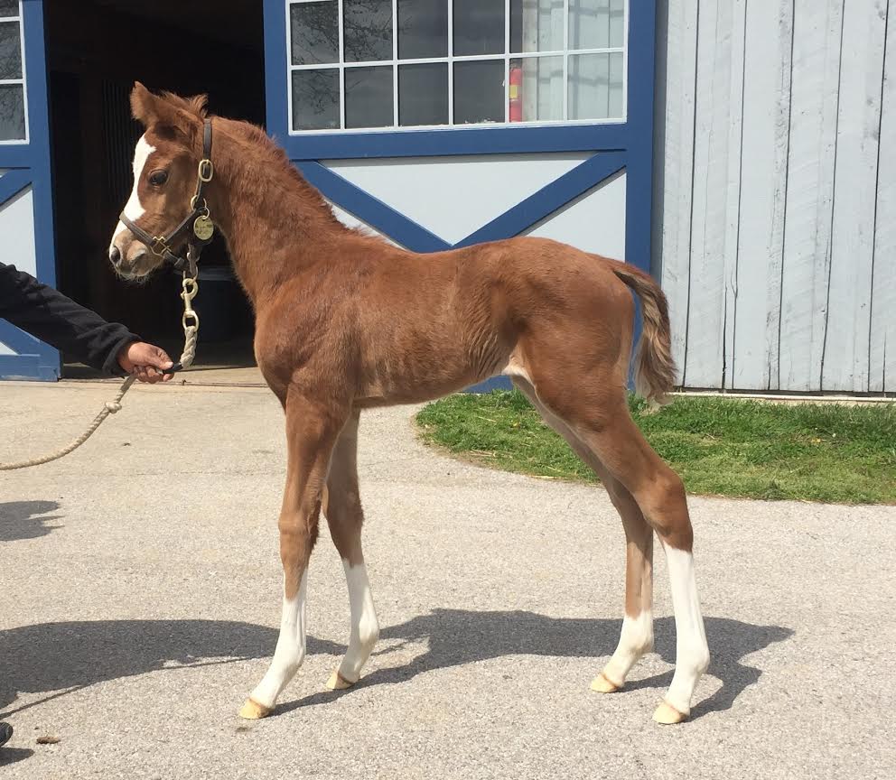 Diamond Creek Farm tweet media