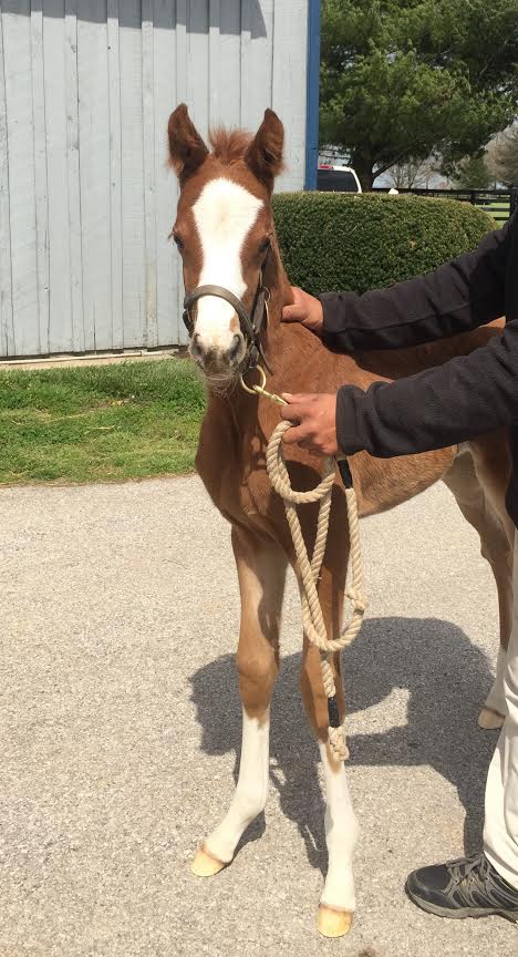 Diamond Creek Farm tweet media