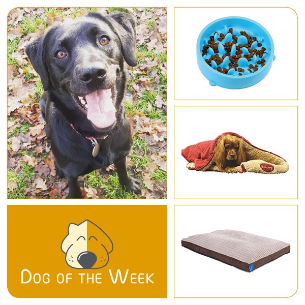 StickyBark's tweet photo. This is SKYE our dog of the week. She loves playing fetch &amp; getting as muddy as possible! Read more about Skye and her favourite Sticky Bark products here: https://t.co/2hUxuFAaVs

#stickybarkdogs #dogs #dogsuk #dogsofinsta #dogsofinstagram #dogsoftwitter #doglovers #dogoftheweek https://t.co/tCoFG1YQNe