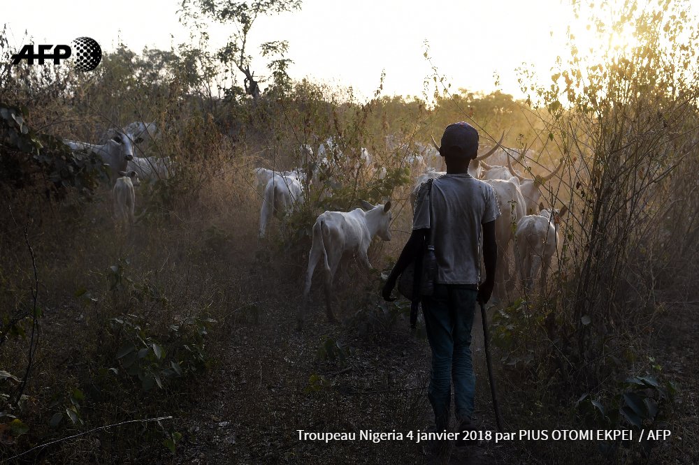 IsabelMalsang's tweet photo. Au Sahel,  jihadisme et sécheresse créent une "crise pastorale" explosive https://t.co/jv3I8lEk43 #Afrique #agriculture #climat #alimentation #violence #AFP https://t.co/HGmCRFSxRz