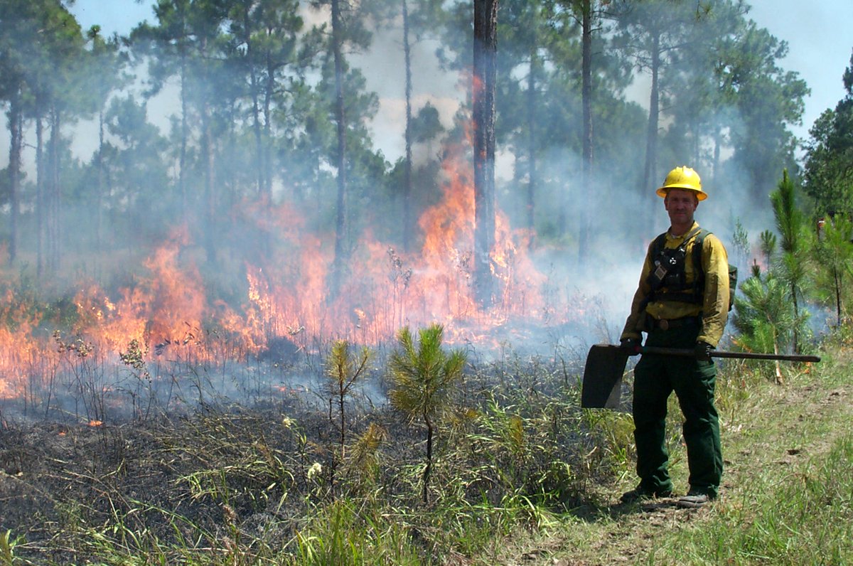 USFWSFire's tweet image. #USFWS firefighters plan to conduct a prescribed fire today at the Mississippi Sandhill Crane NWR totaling 222 acres #MSfire #rxfire #GoodFires