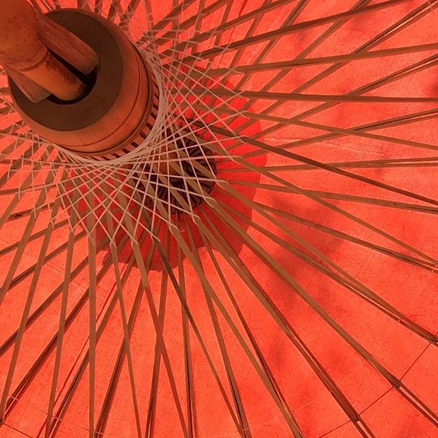 Actoninbloom's tweet photo. Shade  #parasol #inmygarden https://t.co/ng96kmYxtB https://t.co/tXG4q9mXjc
