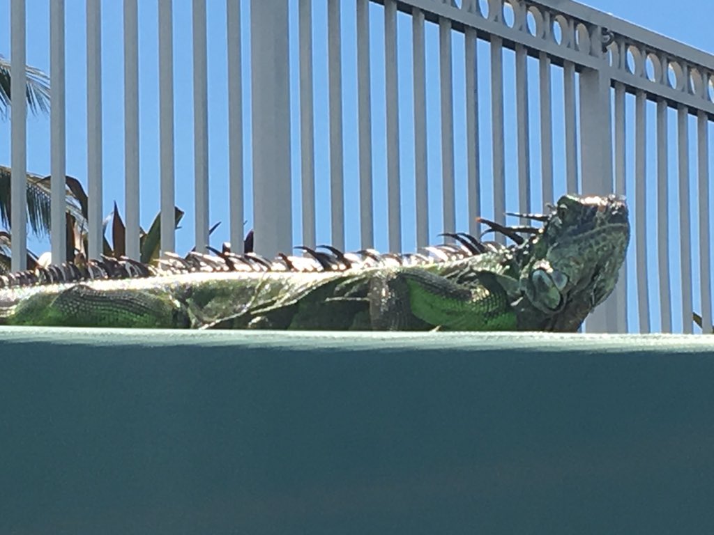 JonathanALever's tweet photo. What do these great moments have in common? YMCA NATIONALS in Fort Lauderdale for diving and masters. People of all ages celebrating youth development and healthy living! #YNATS #HOJOS #BeCauseY https://t.co/XD9sNfG6OG