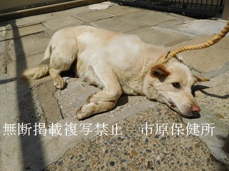 千葉県収容動物情報 בטוויטר 収容犬情報が更新されました 4 市原 T Co Nhpixdyne7 雑 薄茶 中型 市原市佐是 飼い主さんに繋がる情報は市原保健所 0436 21 6391 までご連絡ください 千葉県 収容犬 迷子犬 市原市 市原保健所 T