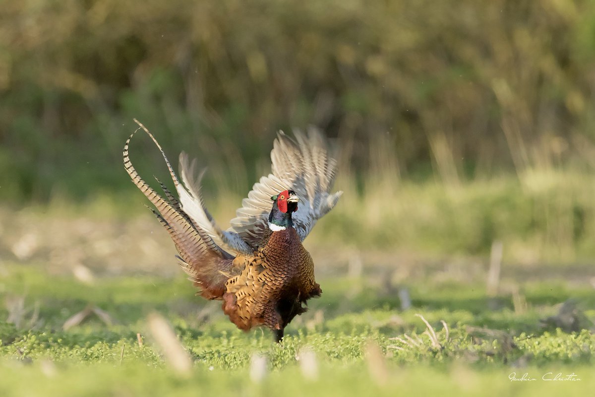 période nuptiale pour ce faisan ;-)