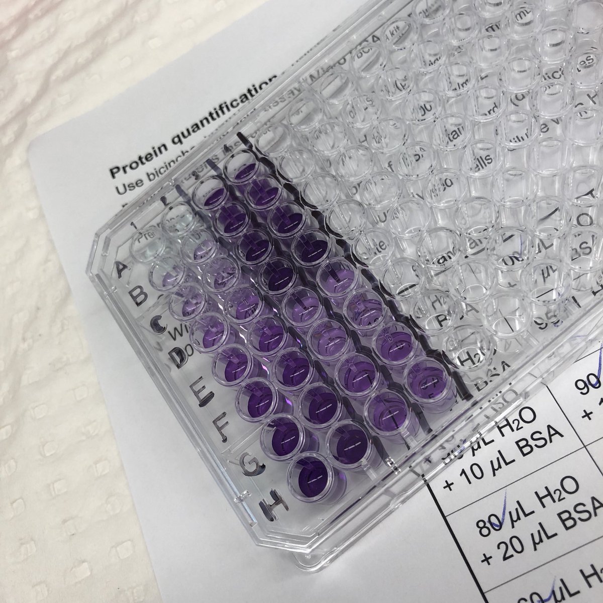 JessHeatlie's tweet photo. Sometimes science can be pretty #BCA #proteinquantification #phdlife https://t.co/19GKrtbAlu