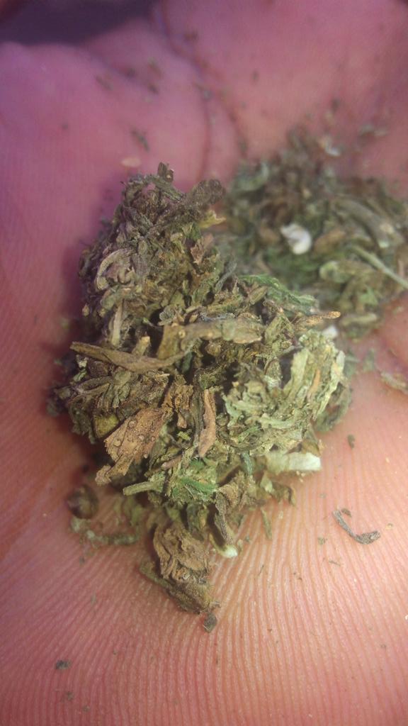 Freeman806's tweet image. Strong kush