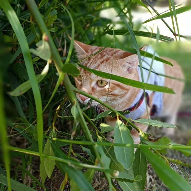MiaustoreNL's tweet photo. Het is bijna weekend, wij zijn alvast naar buiten geweest! #kat #kattenleven #kat #liefde #zon #park https://t.co/zBGUfDZlv6 https://t.co/HDu7eXzkfV