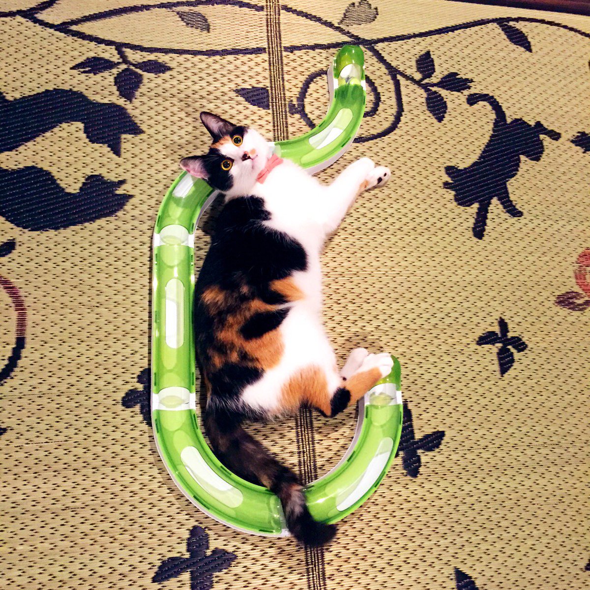 これがこのおもちゃを遊ぶ上での正しい位置なのミカサにゃん…？ 