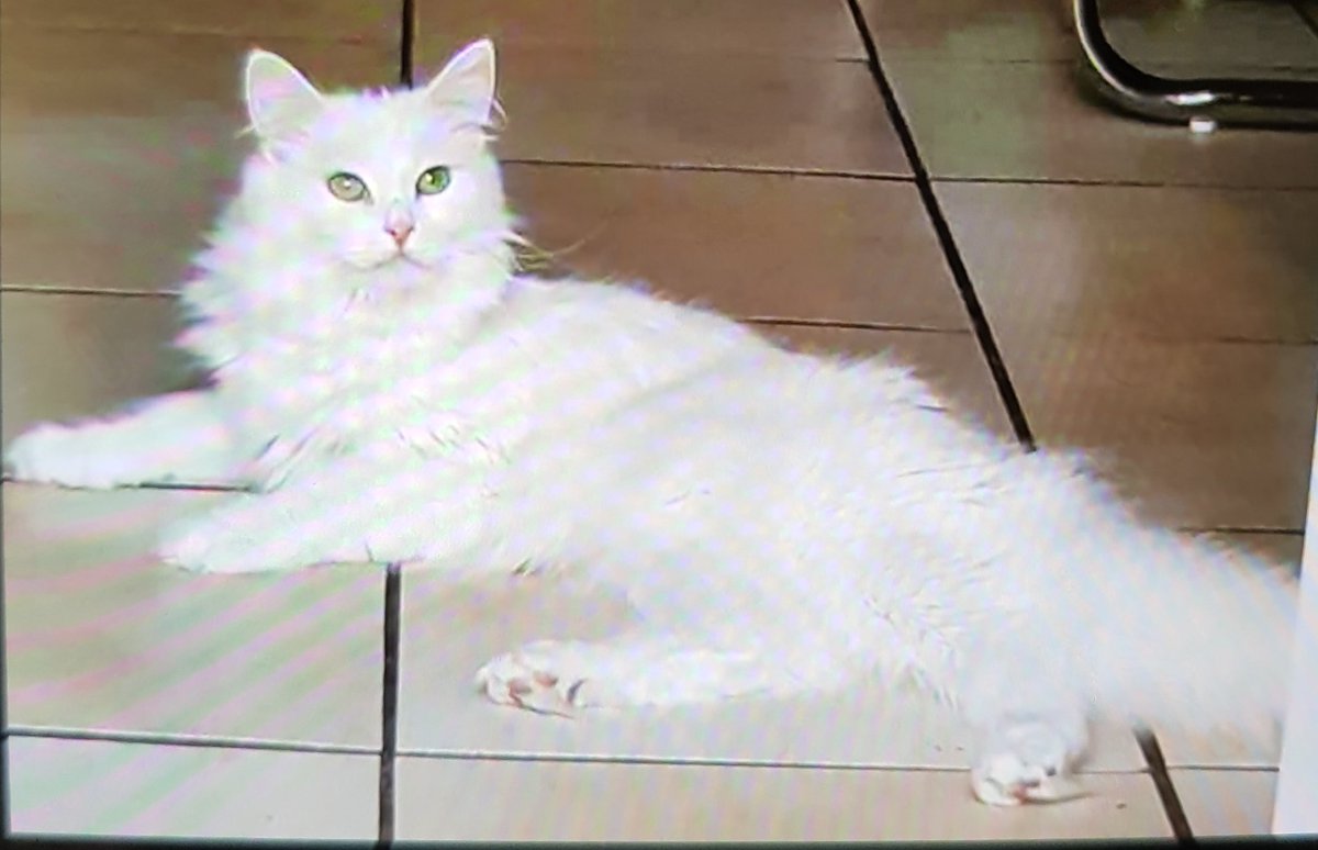 Meine Güte ist das warm, da Lob ich mir die alten Fliesen...🐈🐈🐈