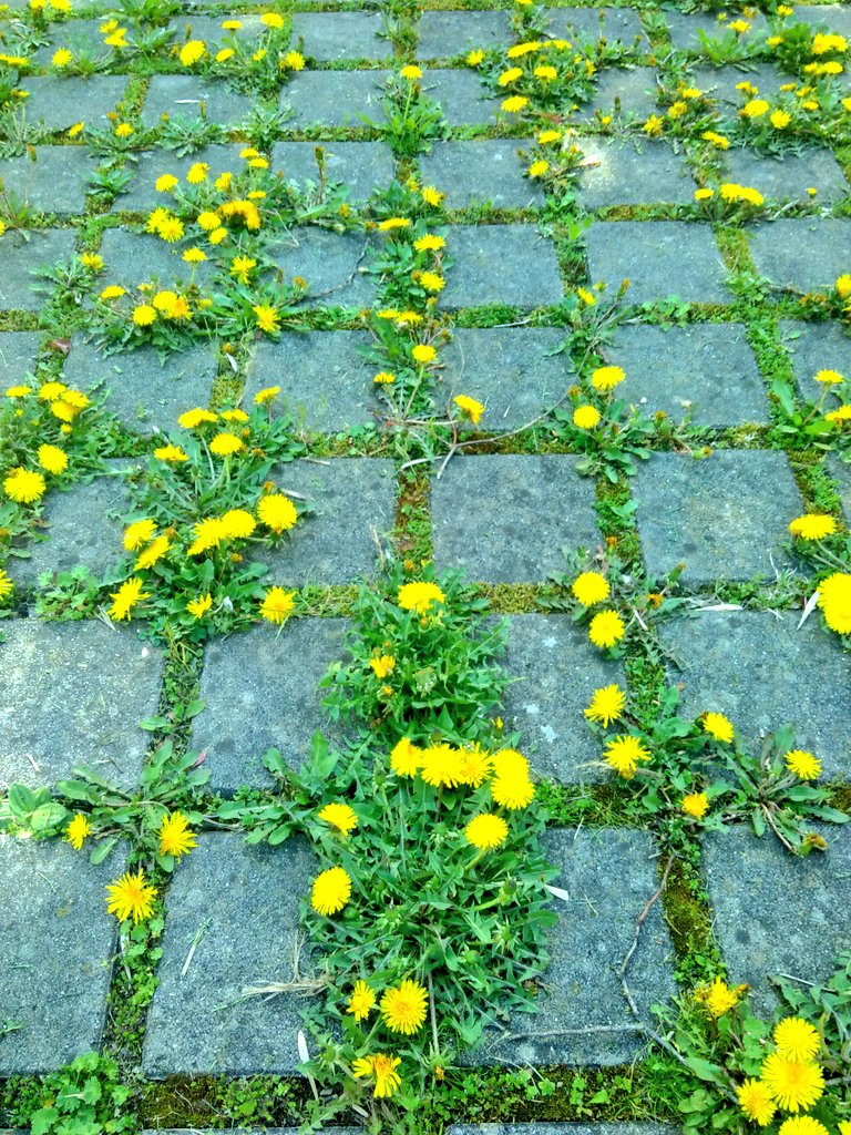 mongkong's tweet photo. spring time is better time. #matrix #thankgoditsweekend https://t.co/0I6MoX9iqC