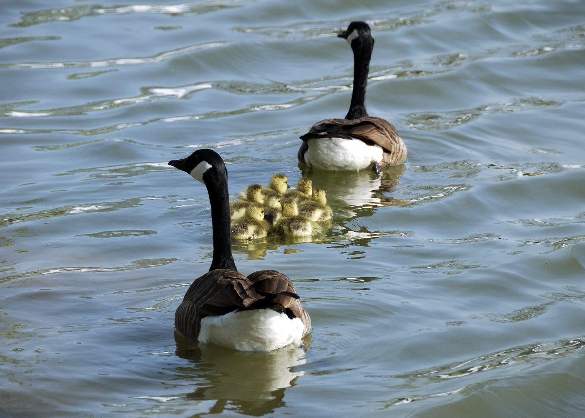 asab_org's tweet photo. Announcing the New ASAB Childcare Grant - Grants of up to £400 to facilitate ASAB conference or workshop attendance by members with young children. IMG haglundc/Flickr/ https://t.co/dPzrlxqui8 https://t.co/Zvcx5aPaVZ