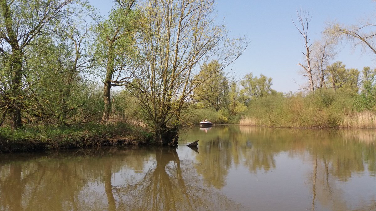 boswachterpiet's tweet image. Met vrijwilligers #staatsbosbeheer kennisuitwisseling in de #biesbosch. Inspiratie op doen voor #educatieprogramma.