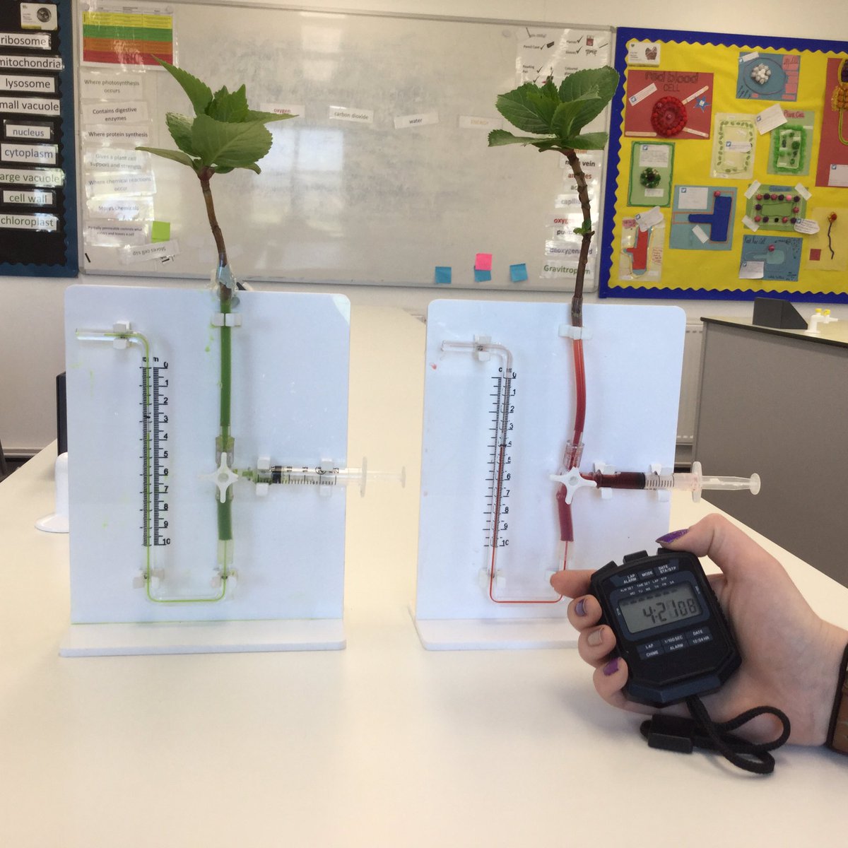 rh7science's tweet photo. Ella taking measurements of water uptake. @radnorsevenoaks #lovebio https://t.co/tOnddqte8B