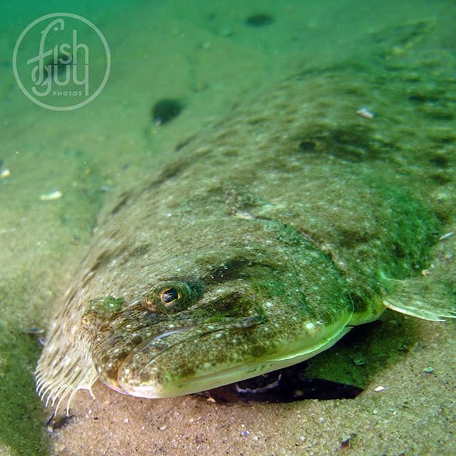 fishguyphotos's tweet photo. #flashbackfriday to diving with my favorite fish to photograph, fish for, and eat---> Summer Flounder (aka fluke) .
.
.
#summerflounder #fluke #flounder #saltlife #scubadiving #padi #underwaterphotography #uwphotography #scubadiver #scubadive #scubadivin… https://t.co/9lwtOZ9nGW https://t.co/TqbJGcL1T9