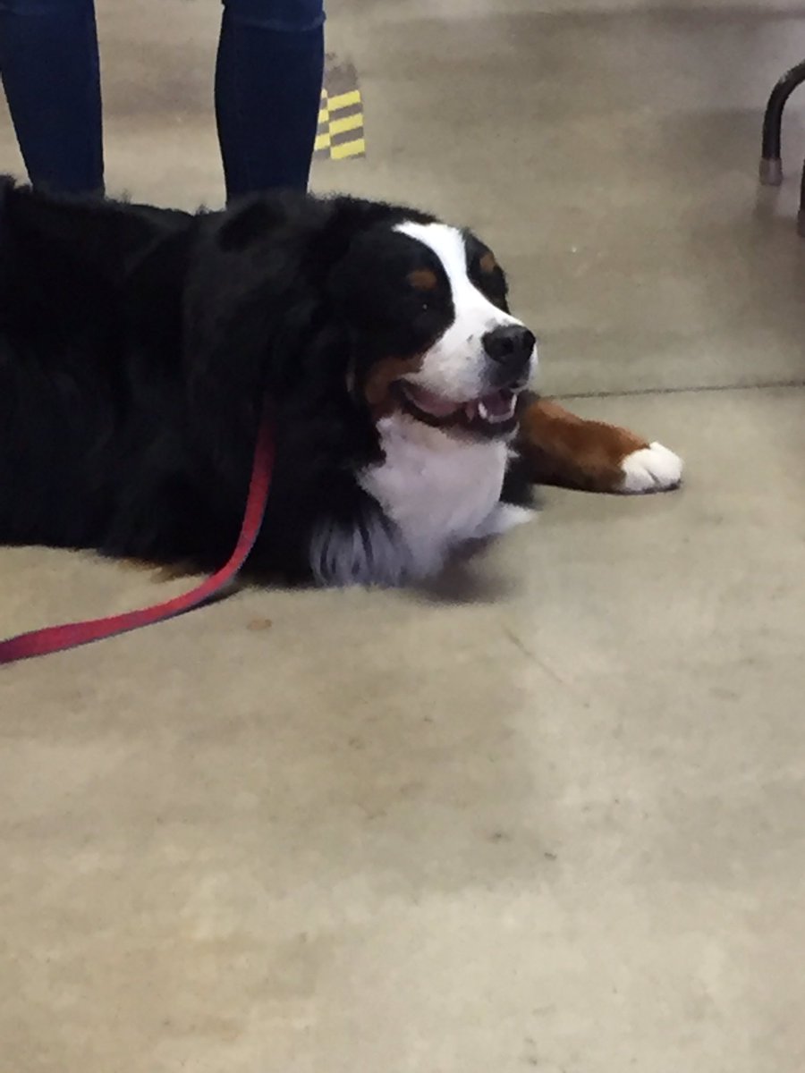 rhodesrunner9's tweet photo. This pup is loving Firehouse Friday! He's just waiting for a bacon drop! @bankofannarbor #boaaHELPS https://t.co/Qj5AY0Myym