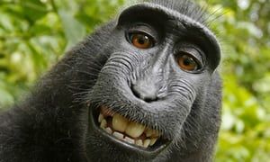 Just taking some time out to throw back to that time a monkey sued a man for copyright infringement  buff.ly/2tdUVeP #monkeybusiness