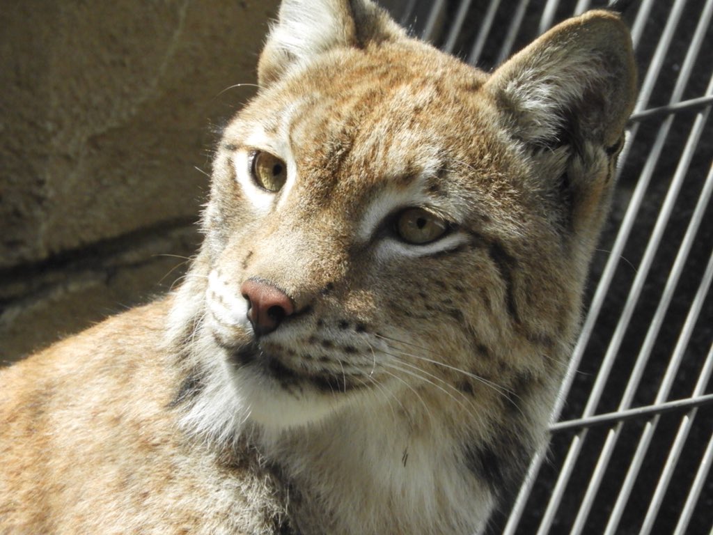 だしまきぞう 3 王子動物園 神戸の動物園 実は隠れたパンダスポット 王道は抑えつつオオヤマネコ など珍しい動物も数多く飼育しているよ ゾウのマック ズゼ夫妻の子供 祐希君は市原ぞうの国で飼育してます こっちにも会いに来てね ダイマ だしまきぞう 3 王子動物園 神戸の動物園 実は隠れたパンダスポット 王道は抑えつつオオヤマネコ など珍しい動物も数多く飼育しているよ ゾウのマック ズゼ夫妻の子供 祐希君は市原ぞうの国で飼育してます こっちにも会いに来てね ダイマ