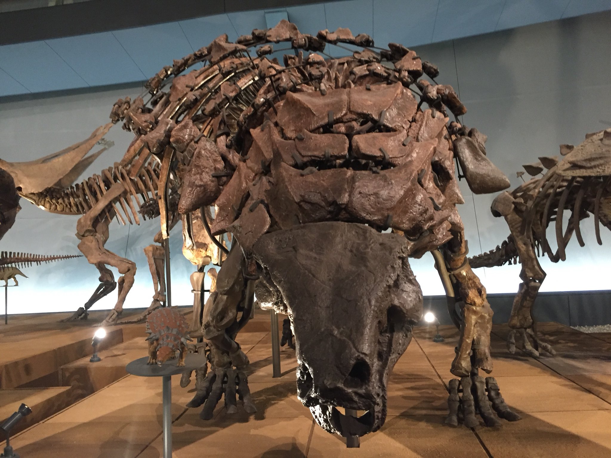 その他 化石 恐竜 超大型 ノドサウルス類・エドモントニアの歯 古典