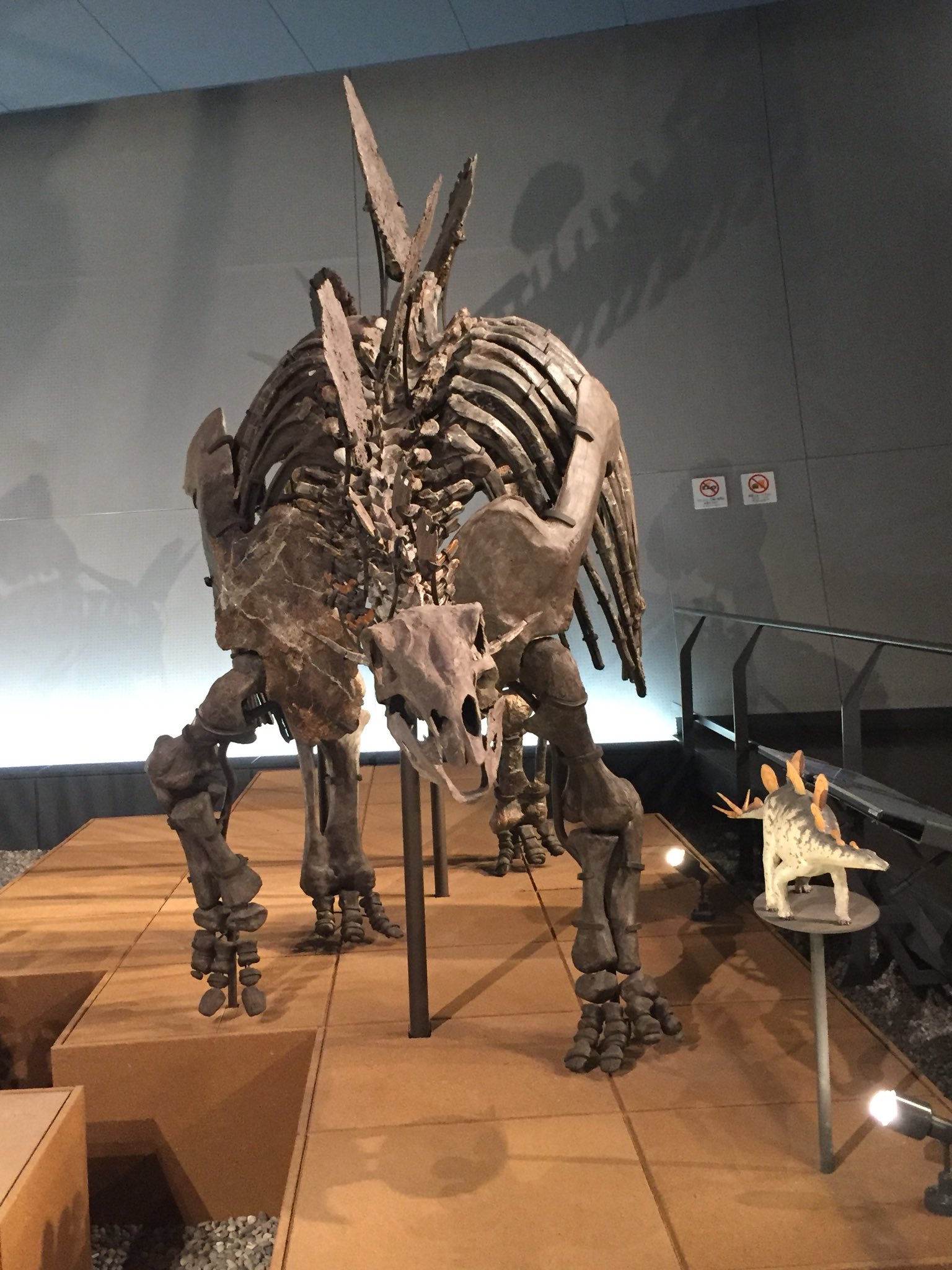 その他 化石 恐竜 超大型 ノドサウルス類・エドモントニアの歯 古典