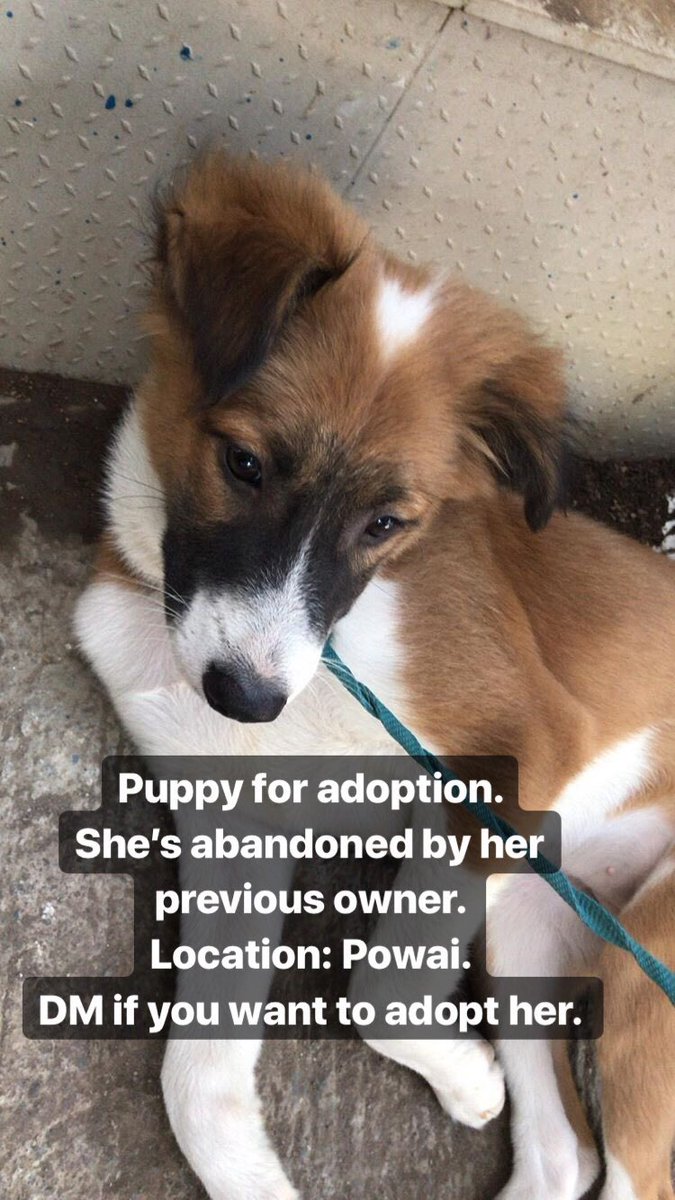 Puppy abandoned by previous owner and is up for adoption at Powai. #Mumbai #DogAdoption #Dog #PuppyAdoption #Puppy #AdoptDontShop