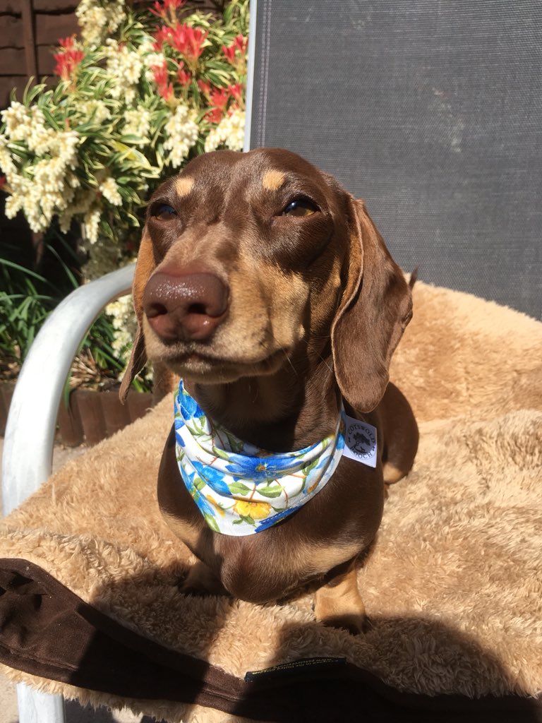 #happyfloralfriday 🌼🌸🌷🌞 Catching some rays in the garden! Bandana from the wonderful @cotswoldpooch  #floralfriday 🌼🌸🌹🌷#dachshund #sausagedog #cutestdachshund #minidachshund #sensiblestanley  #cutestdachshundever #cutestdachshundpuppy #sausagedog #doxie #daxie #daxielove