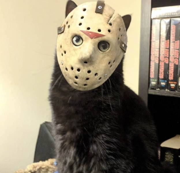 Kiscats (@kiscats) on Twitter photo 