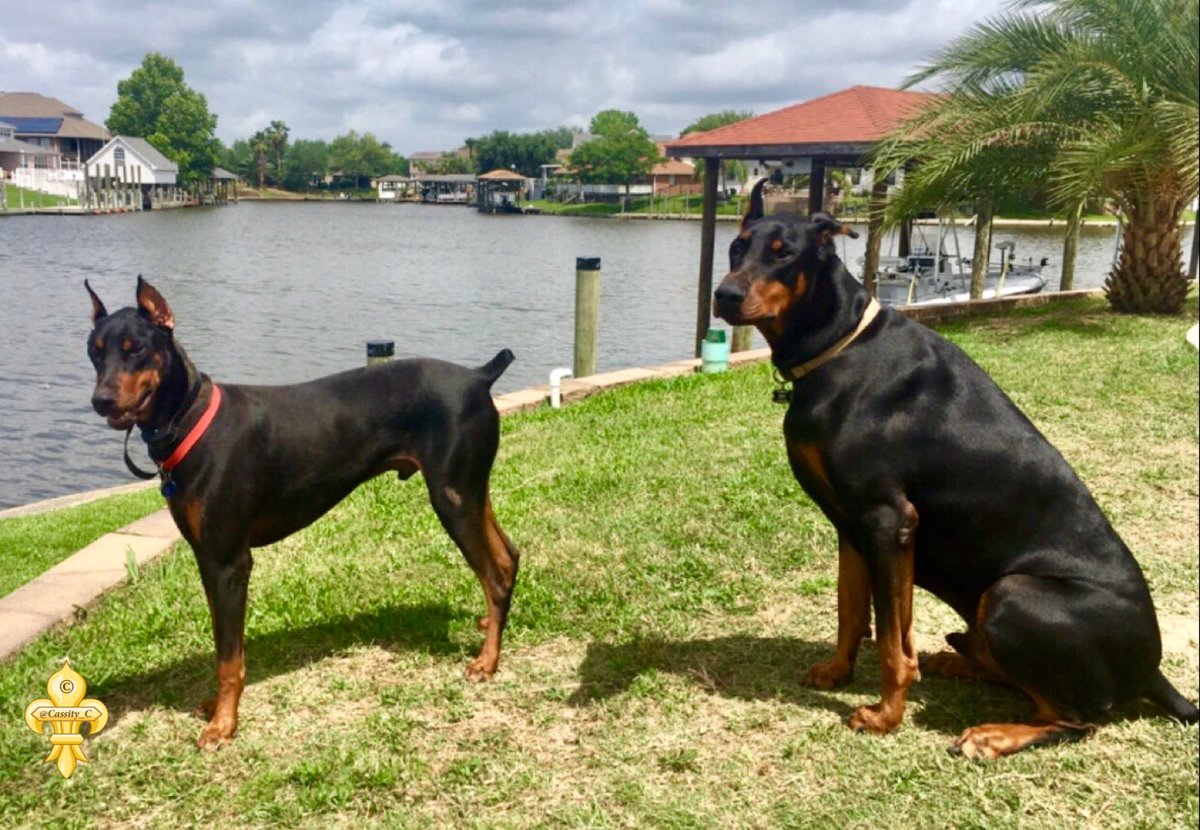 Cass_C7's tweet photo. Cairo at 150lbs vs Kane at 90lbs.... I think these two photos can put their size difference into perspective 🐾❤️🐾 #dobermans Happy Friday friends☀️🌿 https://t.co/shwKAZaFoQ