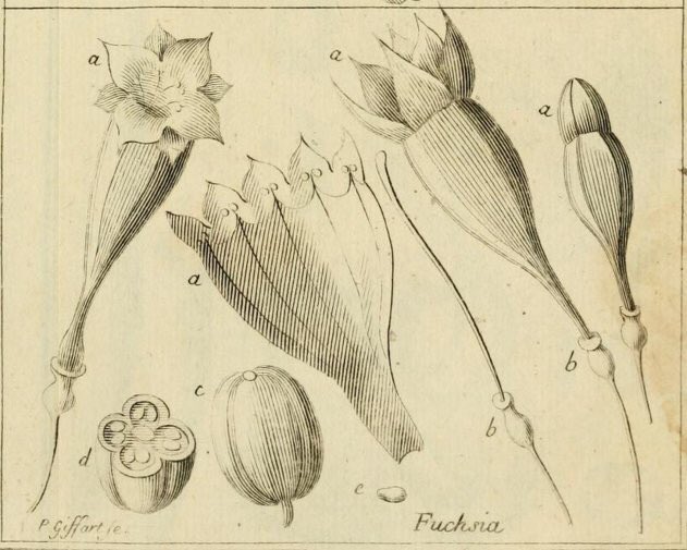 Fuchsiarius's tweet photo. A very special #FuchsiaFriday. Charles Plumier, Father of the Fuchsia, was born today in 1646. Plumier described the 1st Fuchsia triphylla from a collection on his 3rd expedition to Hispaniola. His new genus was published 1703 in Nova Plantarum Americanarum Genera. Go Plumier! https://t.co/Us9UlCOkeE