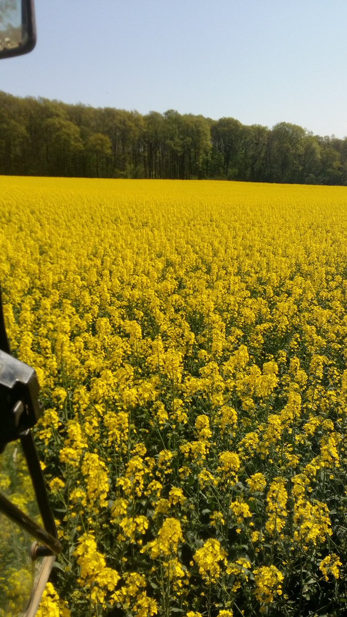 JeanDauge's tweet photo. @Colza_DEKALB 
Colza dk exception MAGNIFIQUE https://t.co/IMDuWUdI30
