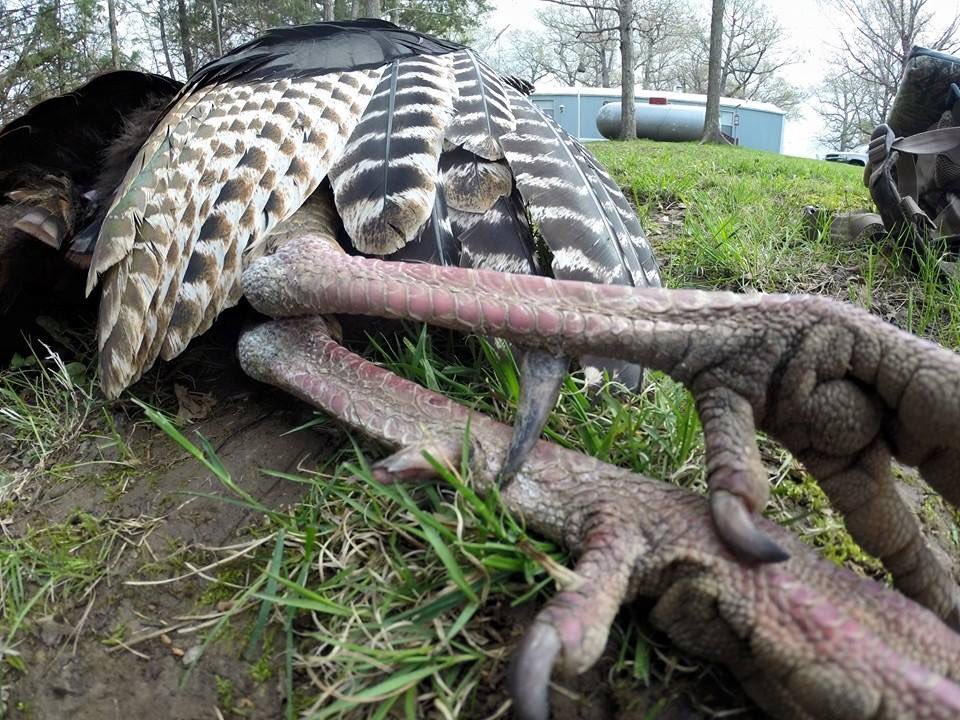 kcamp3's tweet image. I’m not much on turkey stats unless it’s abnormally big. 3 years ago was my biggest. 1 7/8” spurs 26 lbs 12.5” beard. Had i known they “scored” turkeys I’d have entered it. What was yours.