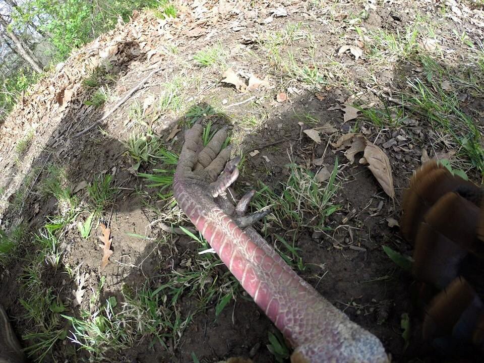 kcamp3's tweet image. I’m not much on turkey stats unless it’s abnormally big. 3 years ago was my biggest. 1 7/8” spurs 26 lbs 12.5” beard. Had i known they “scored” turkeys I’d have entered it. What was yours.