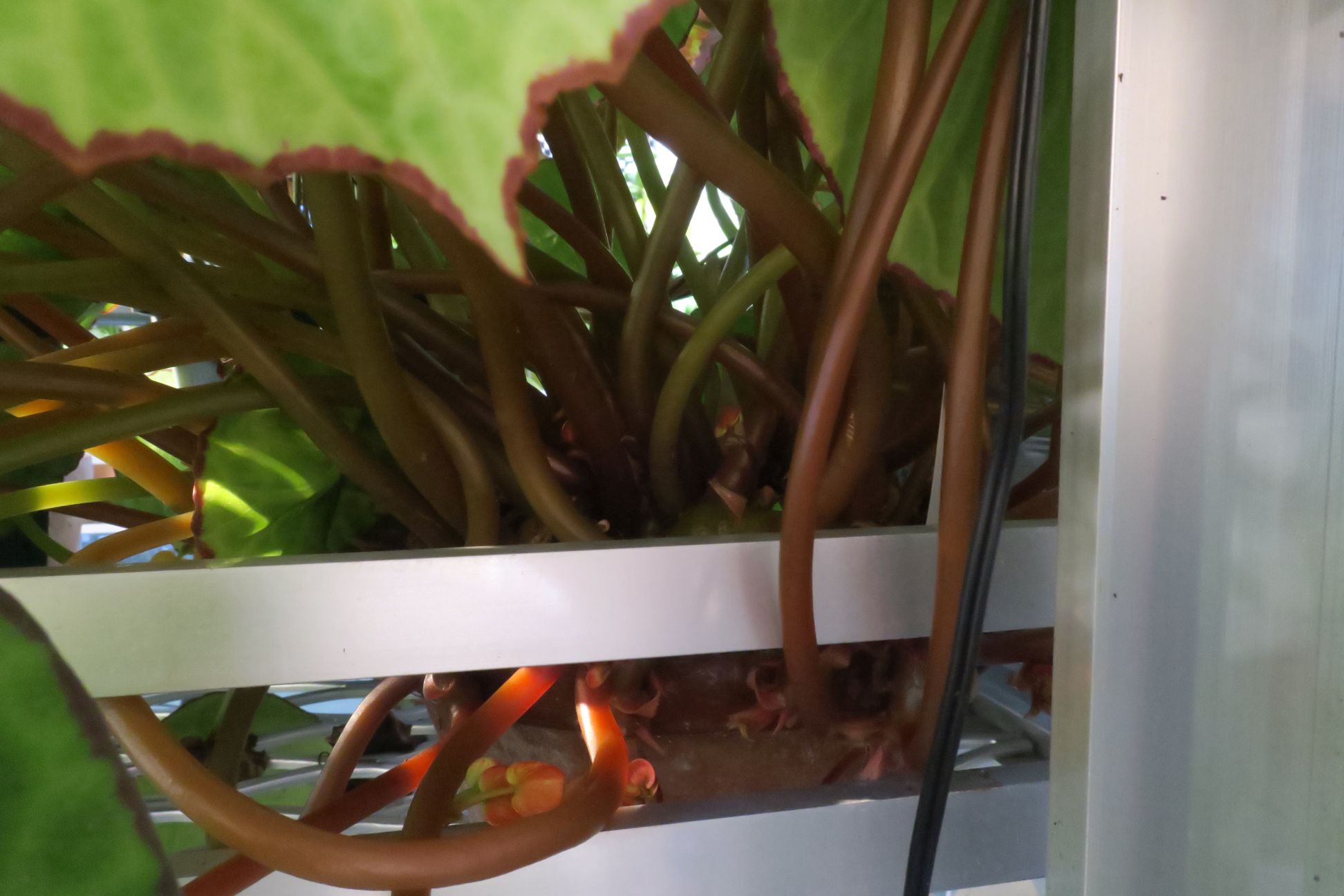 A K Y 69 わちゃ っ 葉っぱ切らないと移動できねぇ Begonia Scapigera ベゴニア スカピゲラ 原産地 ナイジェリア カメルーン ガボン コンゴ 1871年発見の黄花の根茎性ベゴニア T Co Qcqkpvpuwu Twitter